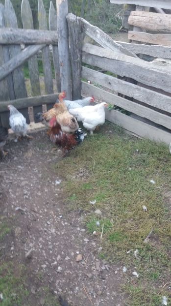  - F Gaini de tara si kabir