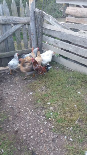  - F Gaini de tara si kabir