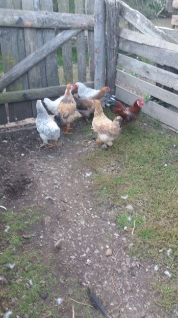  - F Gaini de tara si kabir