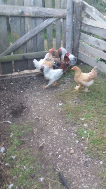  - F Gaini de tara si kabir