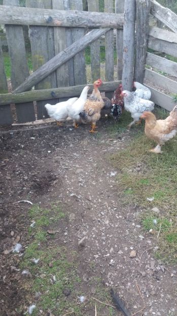  - F Gaini de tara si kabir