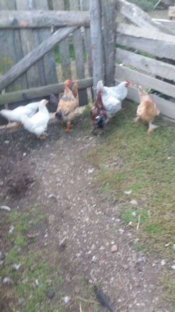  - F Gaini de tara si kabir