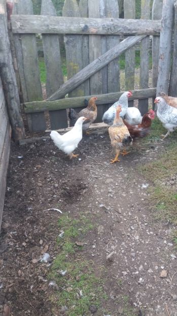  - F Gaini de tara si kabir