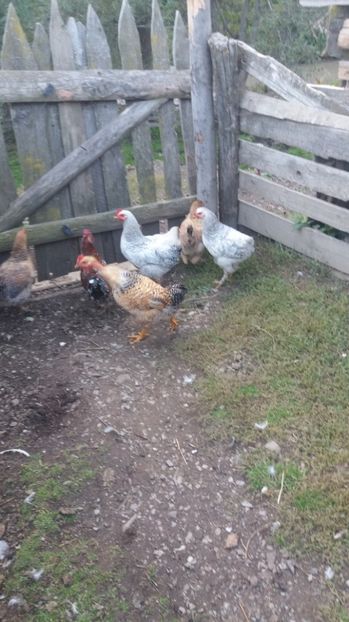  - F Gaini de tara si kabir