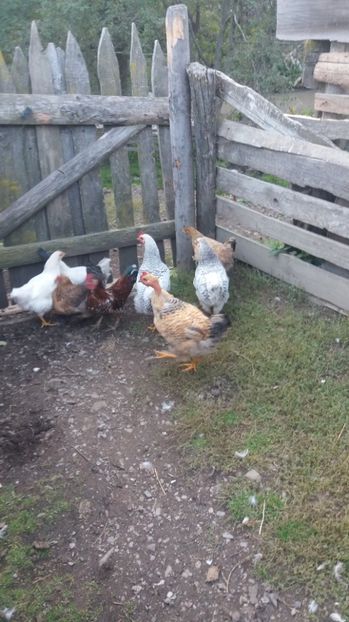  - F Gaini de tara si kabir