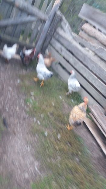  - F Gaini de tara si kabir