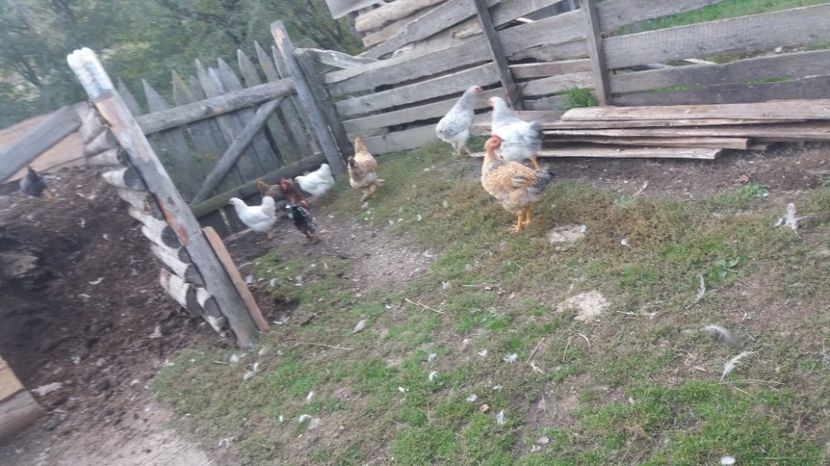  - F Gaini de tara si kabir