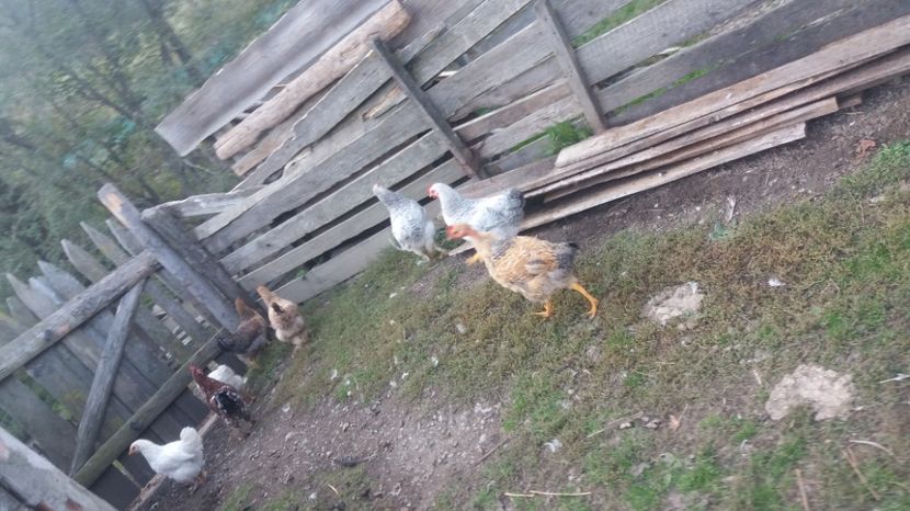  - F Gaini de tara si kabir