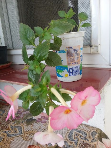 Vie en rose - Vie en Rose