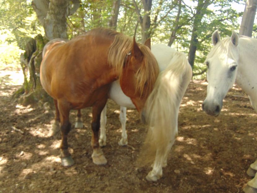  - Photo 09