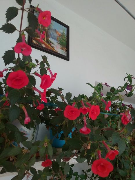  - 2016 achimenes