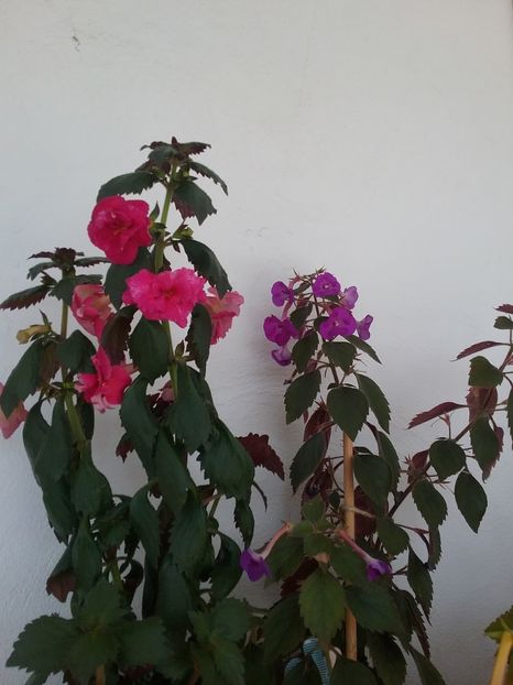  - 2016 achimenes
