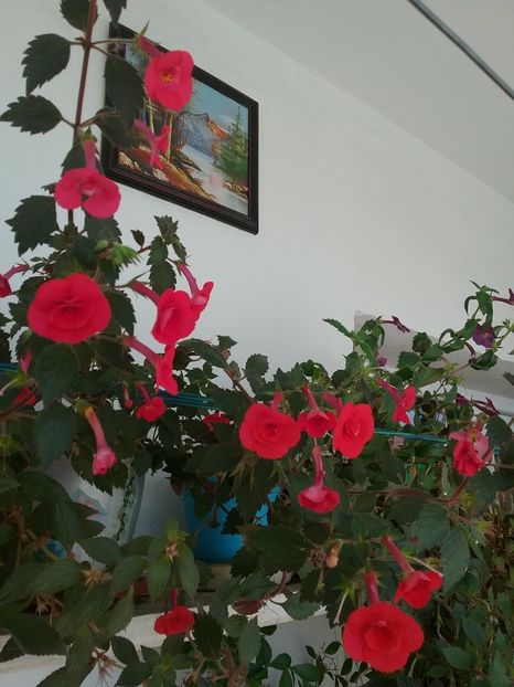  - 2016 achimenes