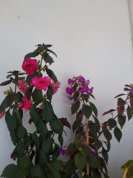  - 2016 achimenes