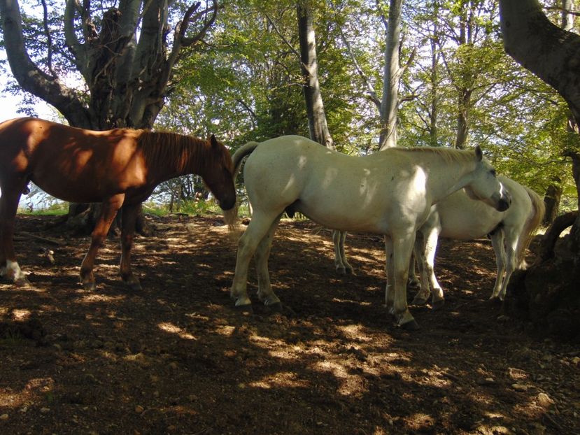  - Photo 09