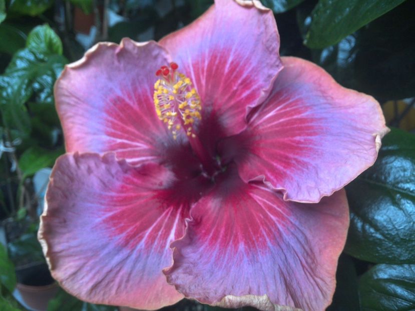 WIN_20170930_104953 - Indian Divine Grace