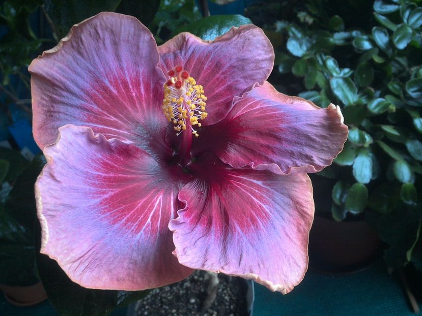 Divine Grace - 0Hibiscus in colectie infloriti