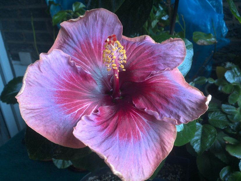 WIN_20170930_113558 - 0Hibiscus in colectie infloriti