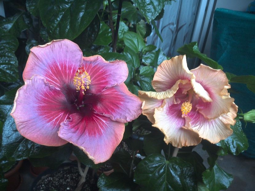 WIN_20170930_113300 - 03Hibiscus
