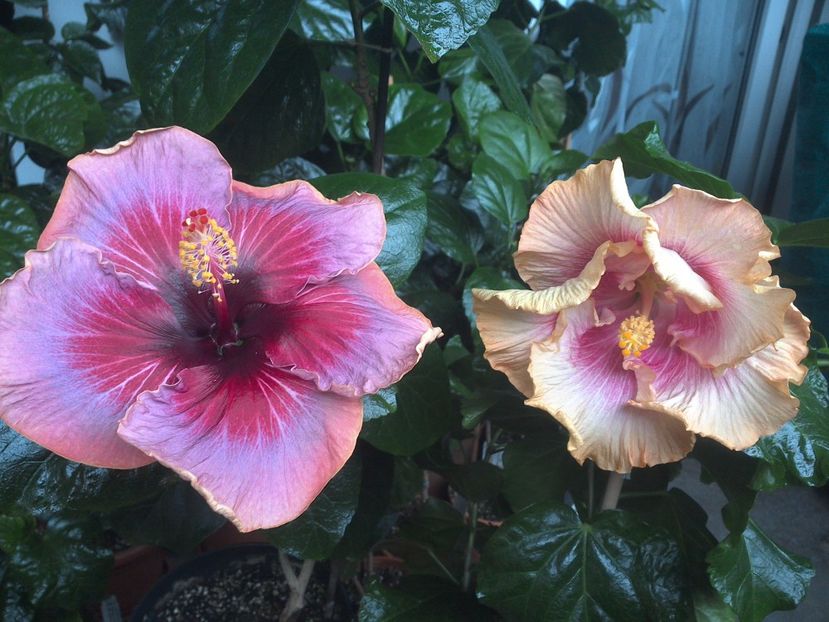 WIN_20170930_113331 - 03Hibiscus