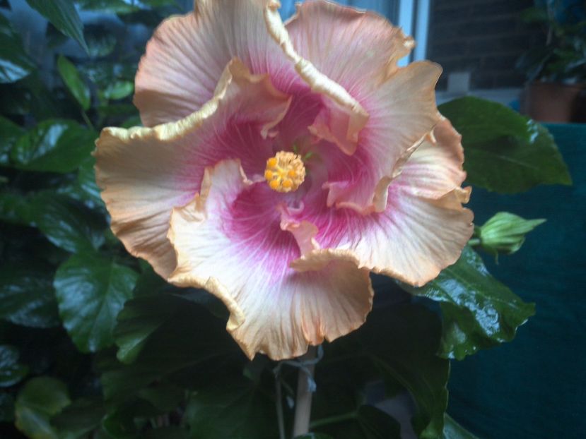 WIN_20170930_113209 - Night Runner