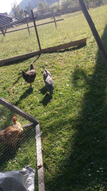  - 05 Arhiva Bibilici - Picheri