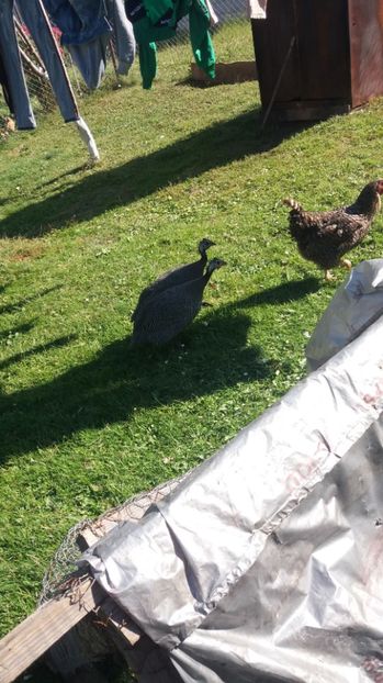  - 05 Arhiva Bibilici - Picheri