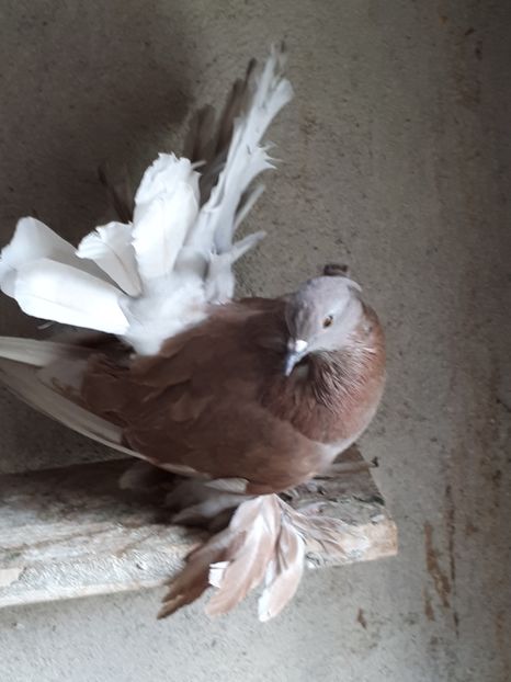 Femela 2017 - Voltati indieni - Vanduti sau donati