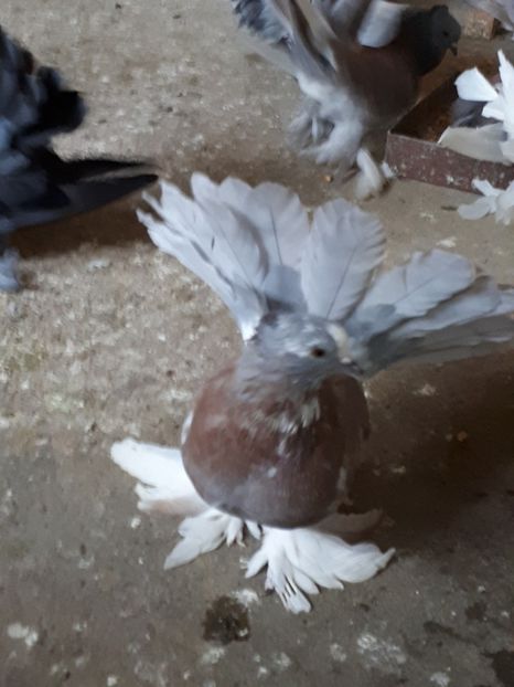 Mascul 2016 - Voltati indieni - Vanduti sau donati