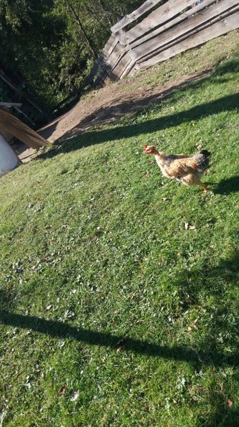  - F Gaini de tara si kabir