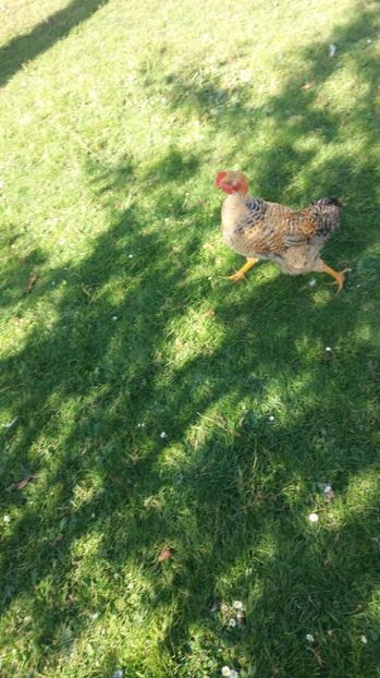  - F Gaini de tara si kabir