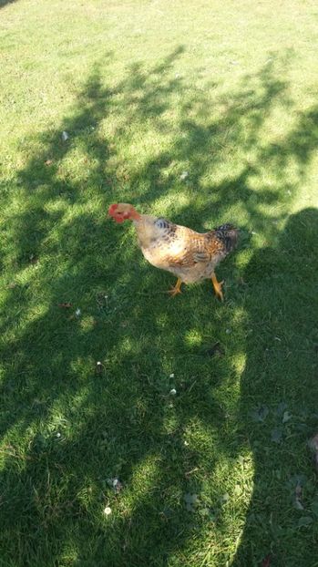  - F Gaini de tara si kabir