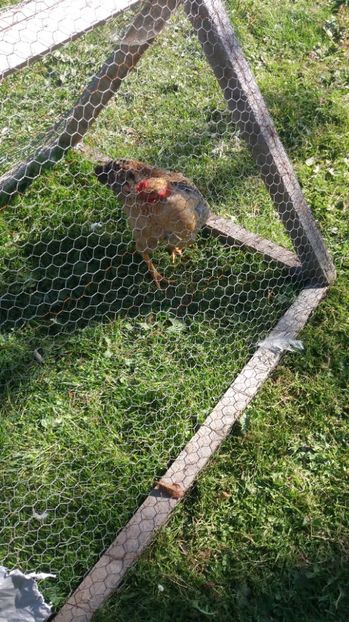  - F Gaini de tara si kabir