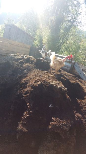  - F Gaini de tara si kabir