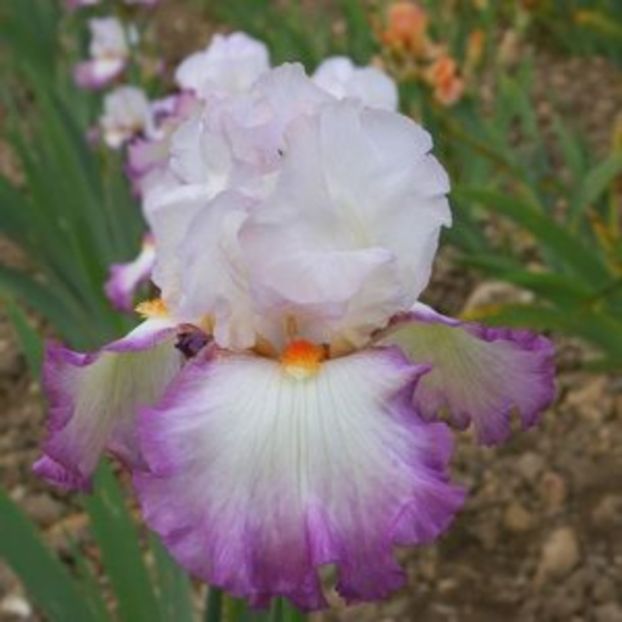 ravissant - IRISI ACHIZITIONATI IN 2017- 80 soiuri