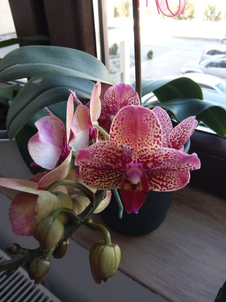  - florile mele dragi