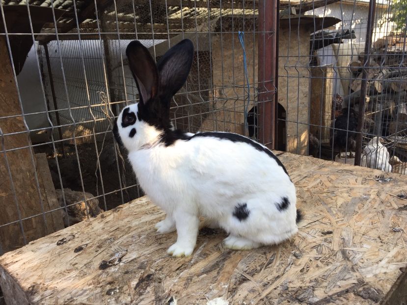 M1 - De vanzare masculi tineri de pestrit german