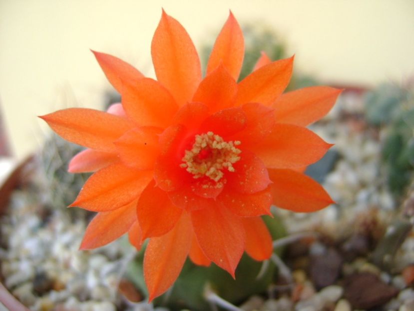 Matucana madisoniorum - Cactusi 2017 final de an