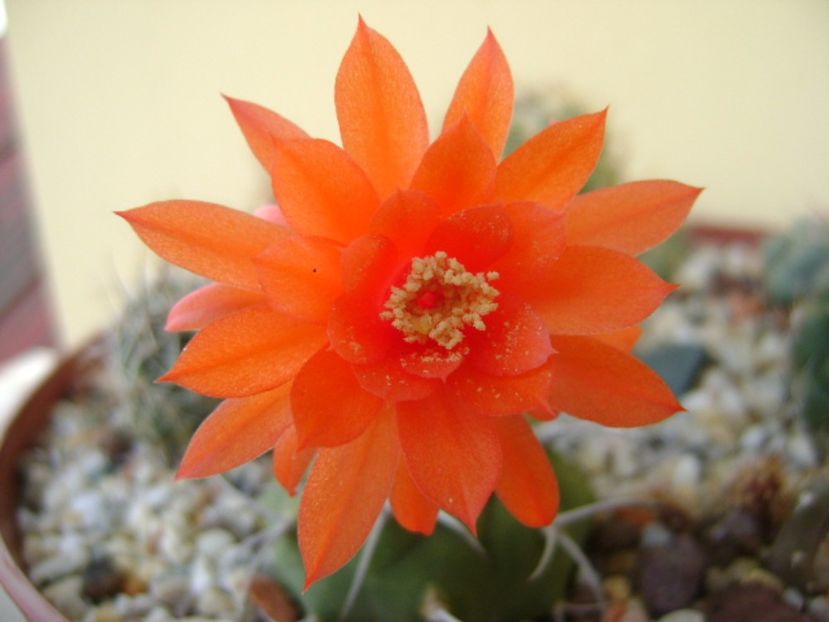 Matucana madisoniorum - Cactusi 2017 final de an