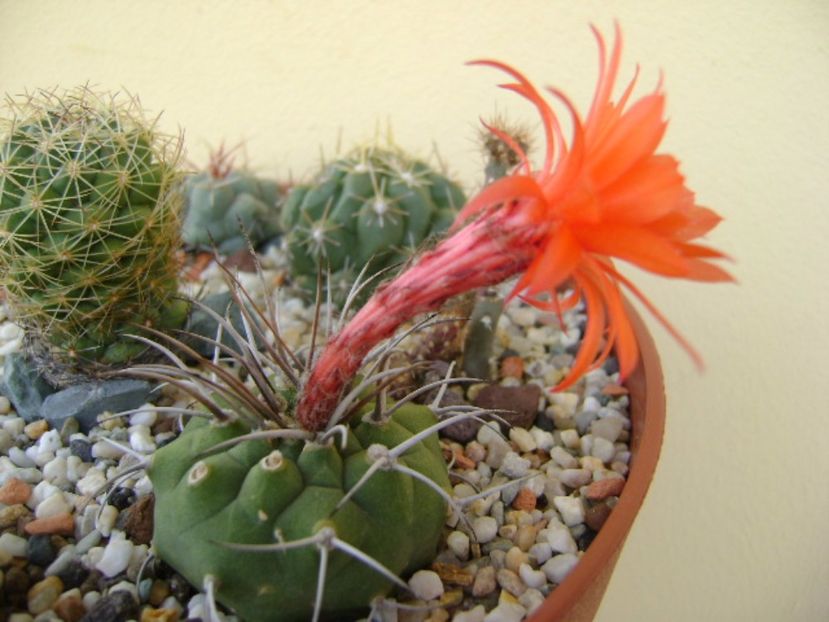 Matucana madisoniorum - Cactusi 2017 final de an