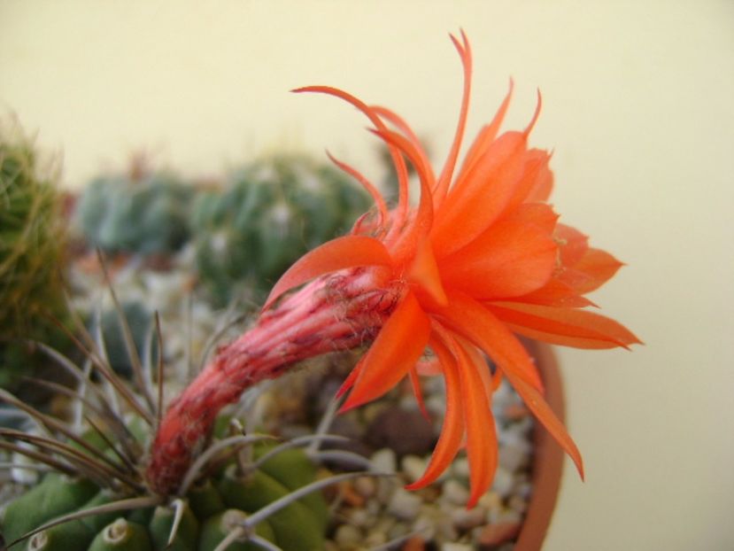 Matucana madisoniorum - Cactusi 2017 final de an