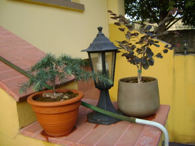 Cedrus deodara "feeling blue" & Loropetalum chinensis - Bonsai si prebonsai 2016-2017