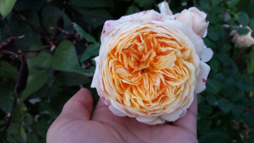  - Crown Princess Margaret