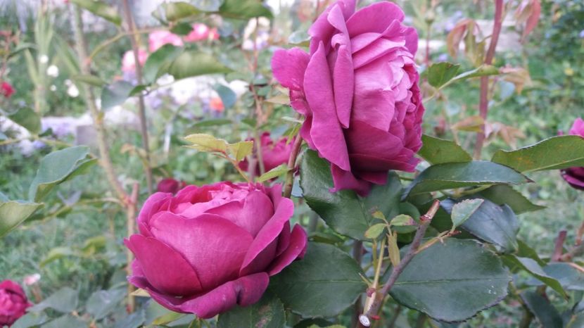 1506784562102-1039704738 - The Prince