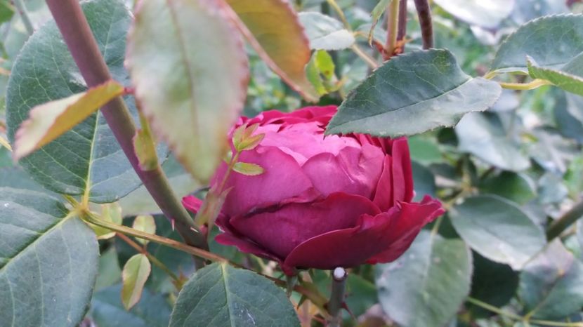 1506784618880-1307727215 - The Prince