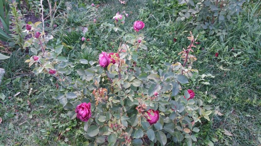 1506784659386-550798678 - The Prince