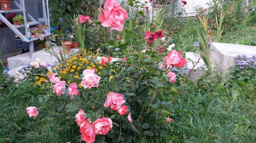 1506784729752-1567879717 - Grimaldi