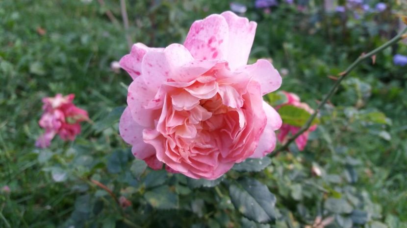 1506785060980-1867444892 - Christopher Marlowe