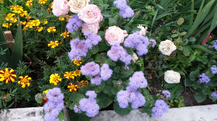 1506785256497-1751751348 - 000000000000001   GRADINA MEA