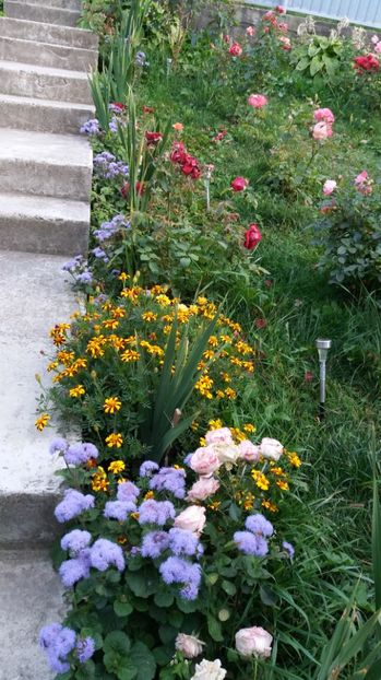 1506785269225-1435420237 - 000000000000001   GRADINA MEA